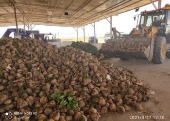 عملية جني وحصاد الشمندر السكري بمستثمرة أطلس فلاحة بمنطقة قاسي الطويل بولاية ورقلة تنطلق