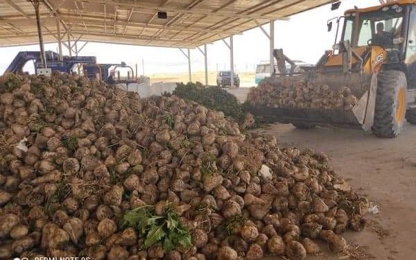 عملية جني وحصاد الشمندر السكري بمستثمرة أطلس فلاحة بمنطقة قاسي الطويل بولاية ورقلة تنطلق