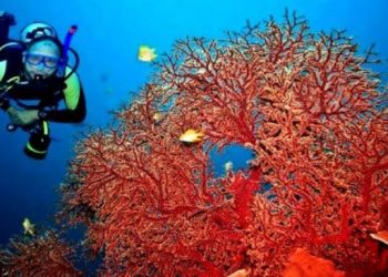 إعادة بعث نشاط صيد المرجان  لخمس سنوات بستة أطنان سنويا بكل من الطارف ،سكيكدة وجيجل