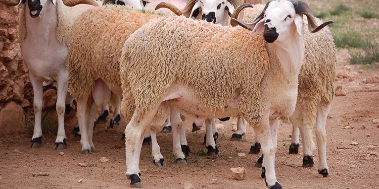 الشروع في تموين الولايات الشمالية برؤوس الأغنام من الجنوب واستيراد اللحوم من إسبانيا قريبا