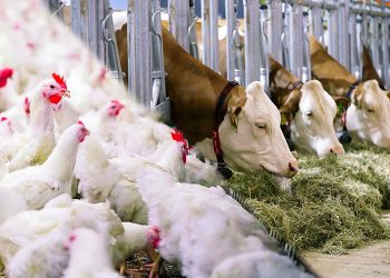 إعفاء عمليات بيع الشعير والذرة والـمنتجات الموجهة لتغذية الـمواشي والدواجن من tva