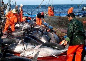 انطلاق حملة صيد التونة الحمراء في 26 ماي المقبل