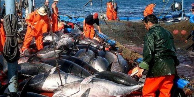 انطلاق حملة صيد التونة الحمراء في 26 ماي المقبل