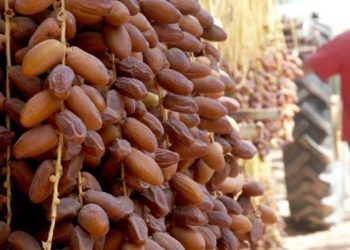 الجزائر تصدر ما قيمته 71 مليون دولار من التمور سنة 2020