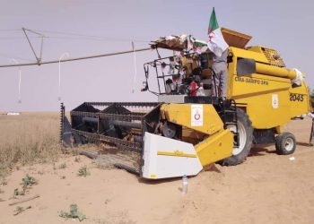 انطلاق اول موسم حصاد لمحصول السلجم الزيتي من بلدية بن قشة ولاية الوادي