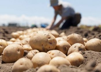 عملية جديدة لتفريغ مادة البطاطا من المخازن وضخها في مختلف أسواق الجملة