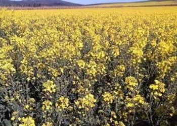 أول حملة وطنية للحصاد والدرس الخاصة بزراعة السلجم الزيتي