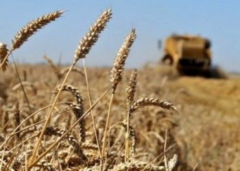 رئيس الجمهورية يدعو للتوجه أكثر نحو انتاج القمح الصلب