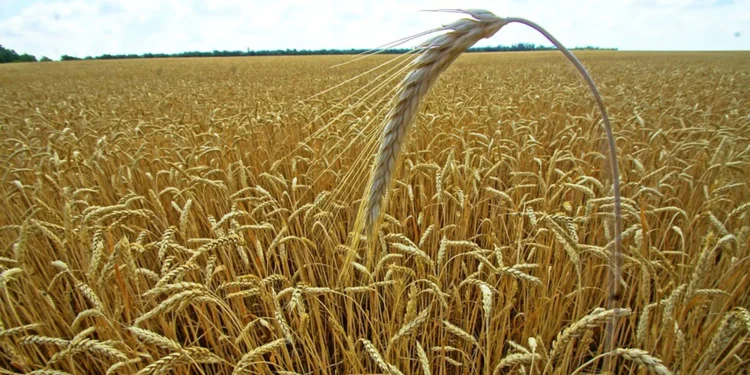 في إطار المساعدة التنموية لدول افريقيا.. منح 16 ألف طن من الأسمدة إلى كينيا