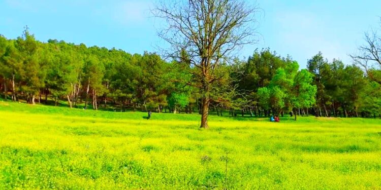 الغابات: برمجة غرس ما يفوق 5ر1 مليون شجيرة برسم حملة 2025-2026 بسطيف