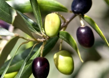 فلاحة: إطلاق برنامج لغرس 100 ألف شجرة زيتون ببجاية قريبا