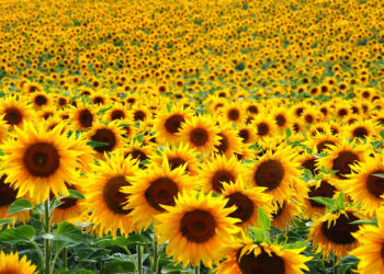 فلاحة: إطلاق حملة الحصاد لمحصول دوار الشمس بالبيض