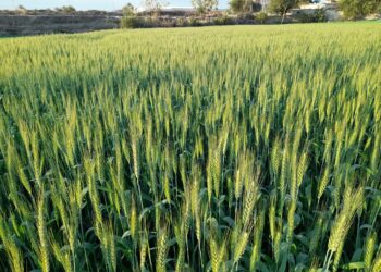 فلاحة: استهداف زراعة 122 ألف هكتار بمختلف أنواع الحبوب بميلة