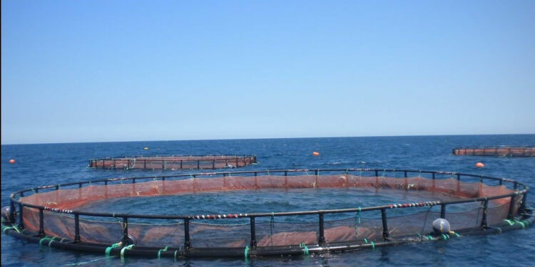 تربية المائيات: استزراع 2ر5 مليون وحدة من صغار سمك “القاجوج الملكي” بتيزي وزو