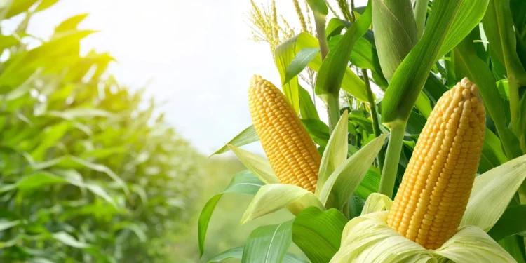 فلاحة: توقع انتاج 27500 قنطار من محصول الذرة الحبية للموسم الجاري بغرداية