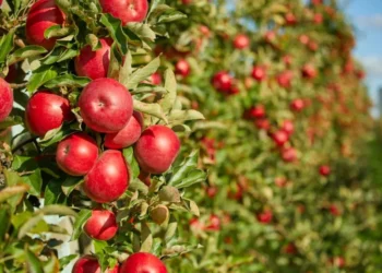 فلاحة: تطور ملحوظ و آفاق واعدة لشعبة إنتاج التفاح بولايتي باتنة و خنشلة