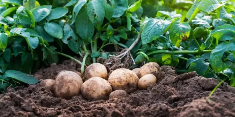 فلاحة: انطلاق حملة غرس البطاطا الموسمية للموسم الفلاحي 2025-2026 بمستغانم