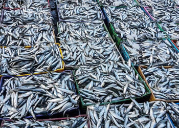 الصيد البحري: إنزال قرابة 900 طن من السمك منذ شهر أغسطس بموانئ الشلف