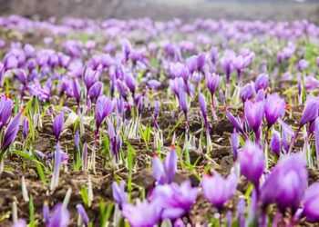 فلاحة: تنظيم يوم دراسي تطبيقي حول إنتاج وزراعة الزعفران بسوق أهراس