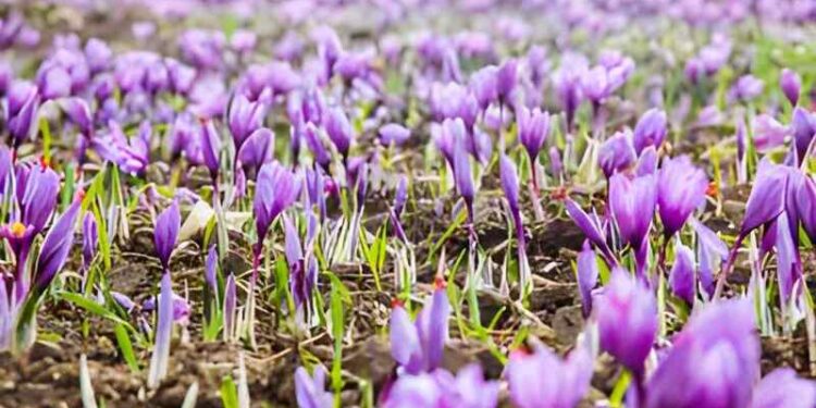 فلاحة: تنظيم يوم دراسي تطبيقي حول إنتاج وزراعة الزعفران بسوق أهراس