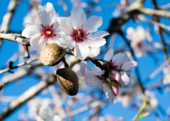 فلاحة: الشروع “قريبا” في غراسة 55 هكتارا من الأشجار المثمرة المقاومة للجفاف بميلة