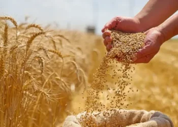 حبوب: توقعات اقتراب الإنتاج العالمي من 3 مليارات طن في عام 2025