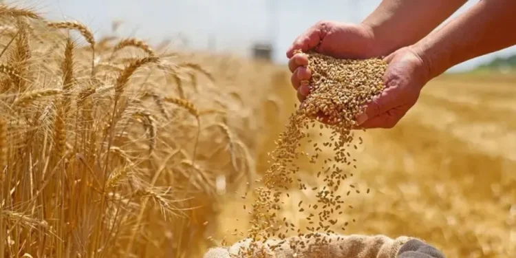 حبوب: توقعات اقتراب الإنتاج العالمي من 3 مليارات طن في عام 2025